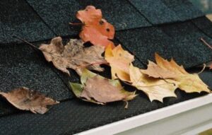 Leaves collecting on the mesh of gutter guards